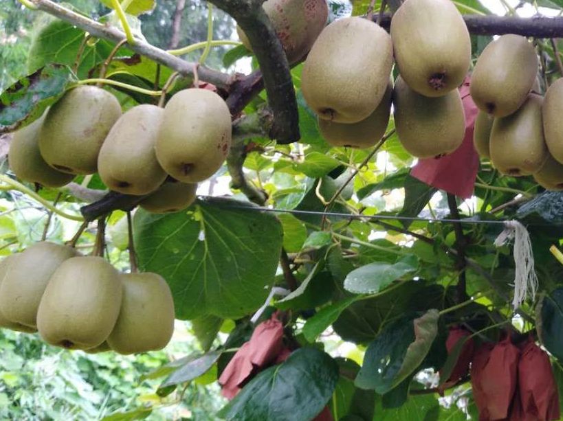  红心猕猴桃冬红和红阳