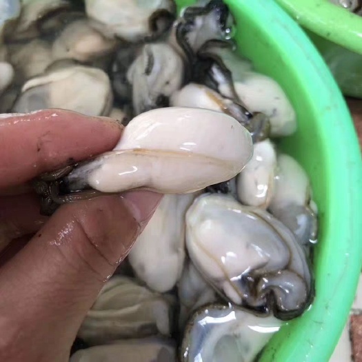三倍体生蚝 生蚝，生蚝批发，生蚝三倍体
