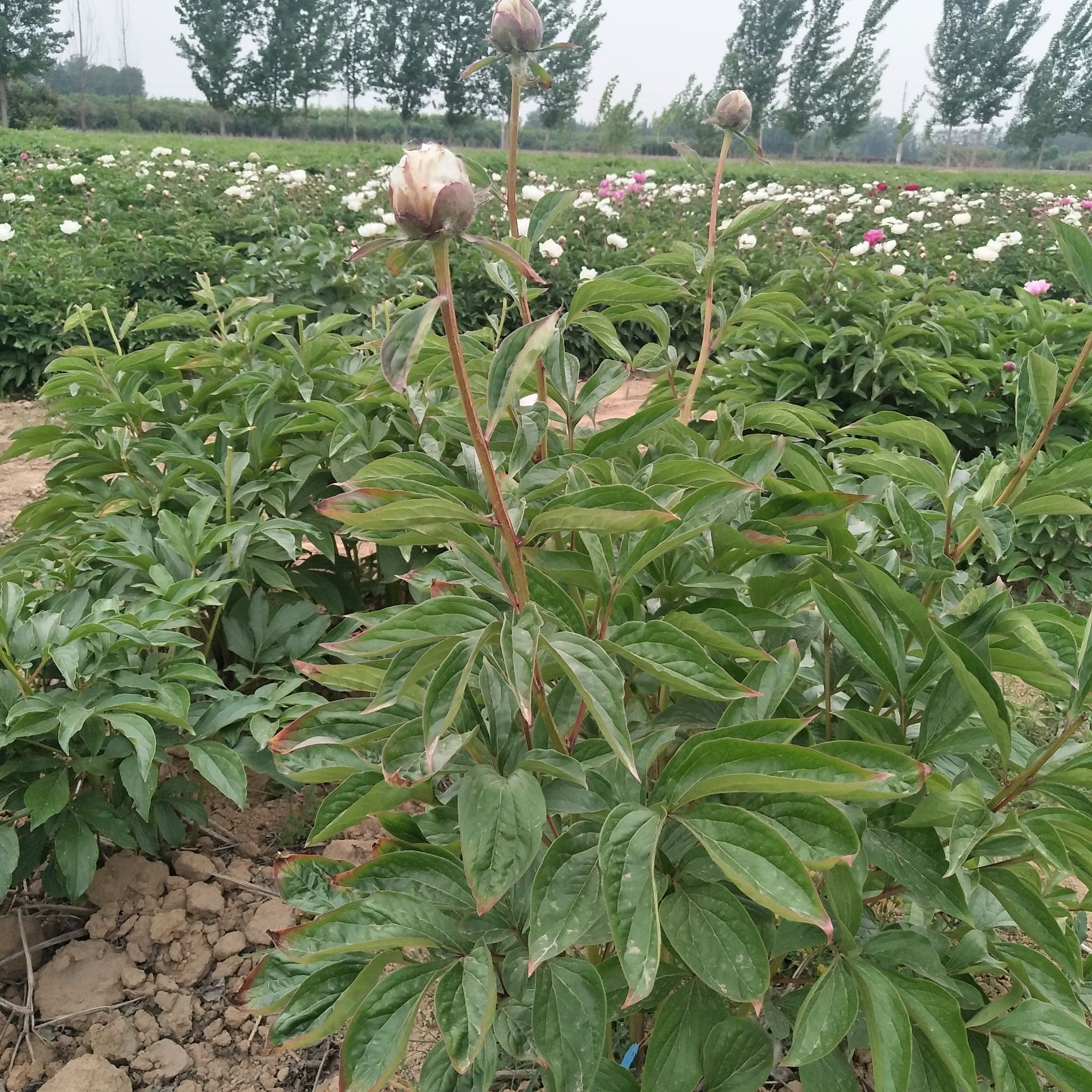 洛阳红   观赏牡丹 牡丹基地 嫁接牡丹苗  产地直销，保成活率，