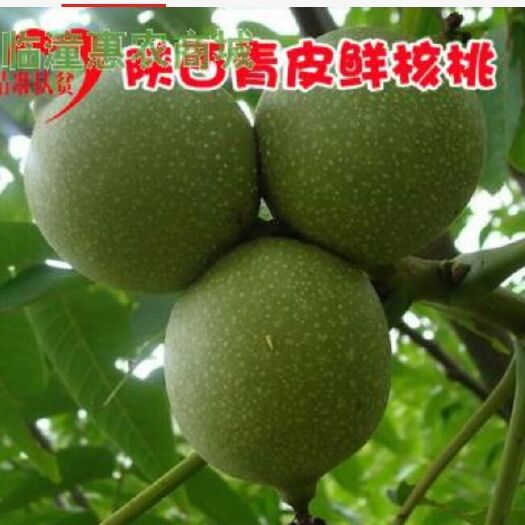 西安 陕西省西安市临潼区东岳青皮村核桃，