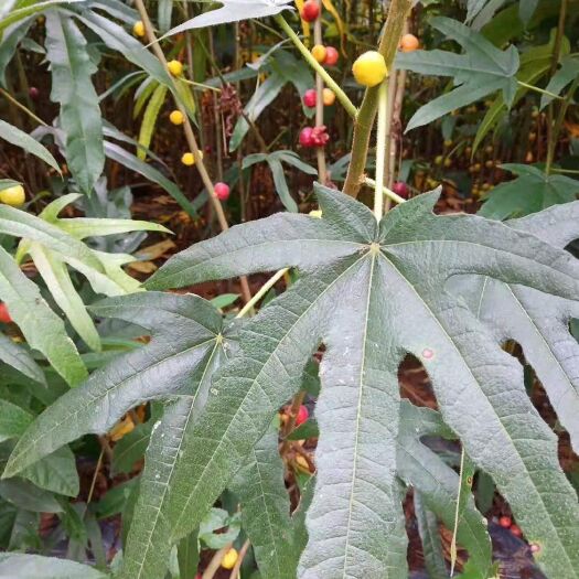高安市2019种植五指毛桃，山地货现有200亩可开挖
