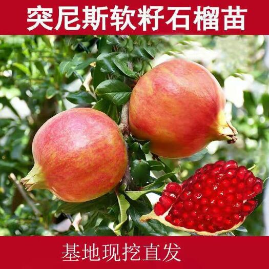平邑县 石榴树苗 蒙阳红 突尼斯 红如意 甜石榴 产地直销 现挖现