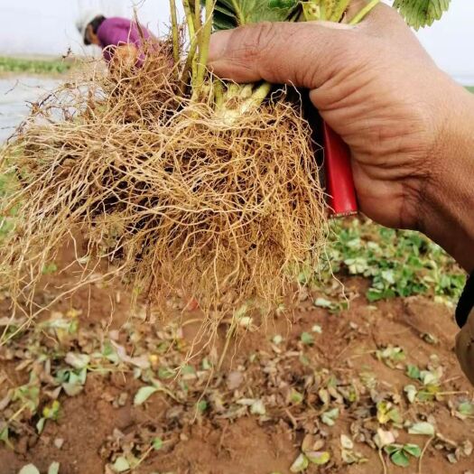 沂南县 大量出售甜查理草莓苗  有基地
