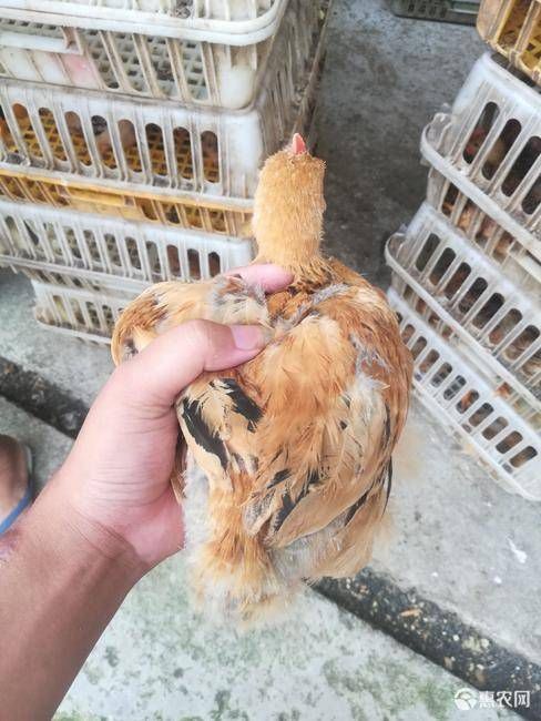 南宁阉鸡苗 K9