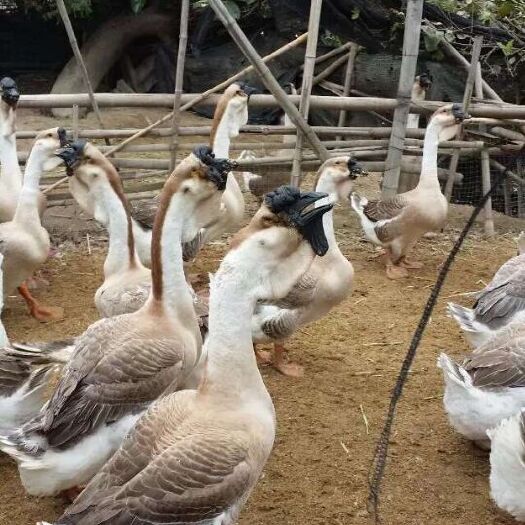 南宁狮头鹅苗