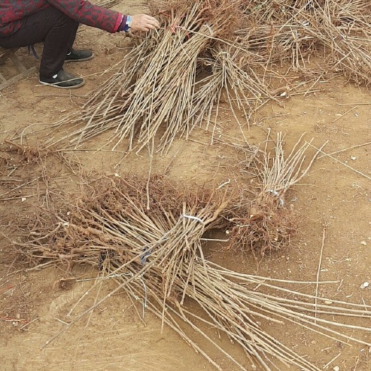 泰安 红油香椿苗