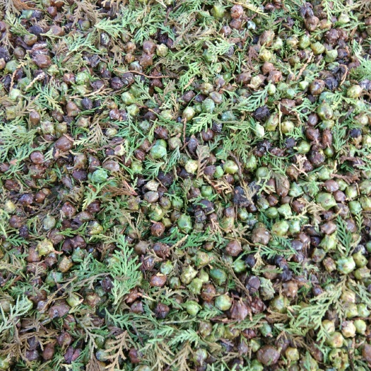 扶风县柏树果 今年新摘柏树籽，大量有货