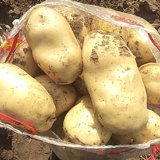 喀喇沁旗冀张薯12 农户226大量上市