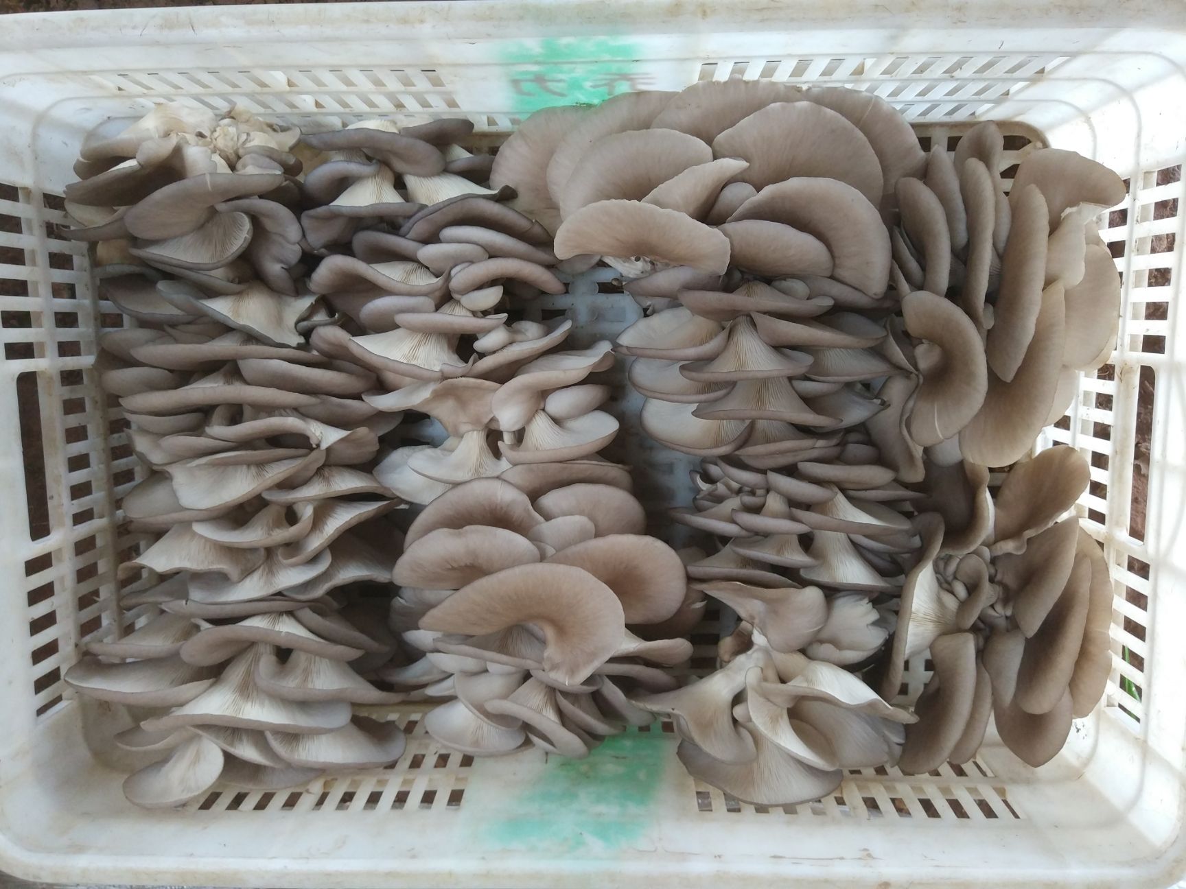 鲜平菇 6cm~8cm