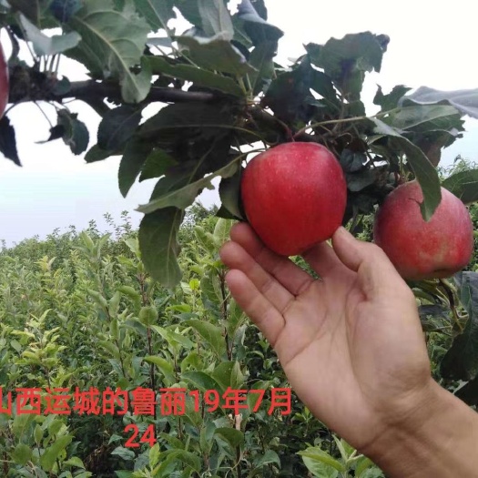 泰安鲁丽苹果苗 矮化中间跕！早熟！全红！免套袋！高抗碳疽病！