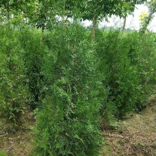 定州市圆枝侧柏 侧柏