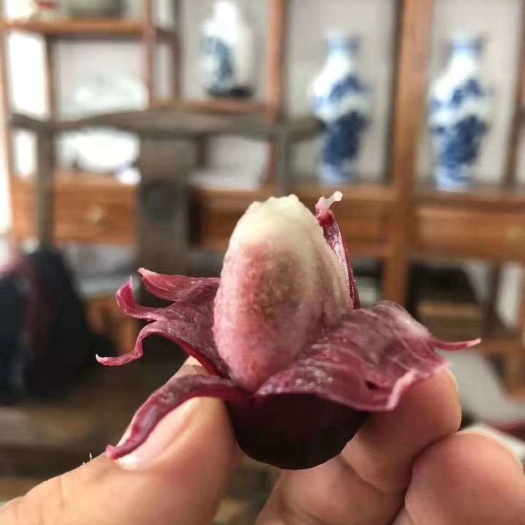 灵山县粉红黑老虎苗  布福娜黑老虎苗