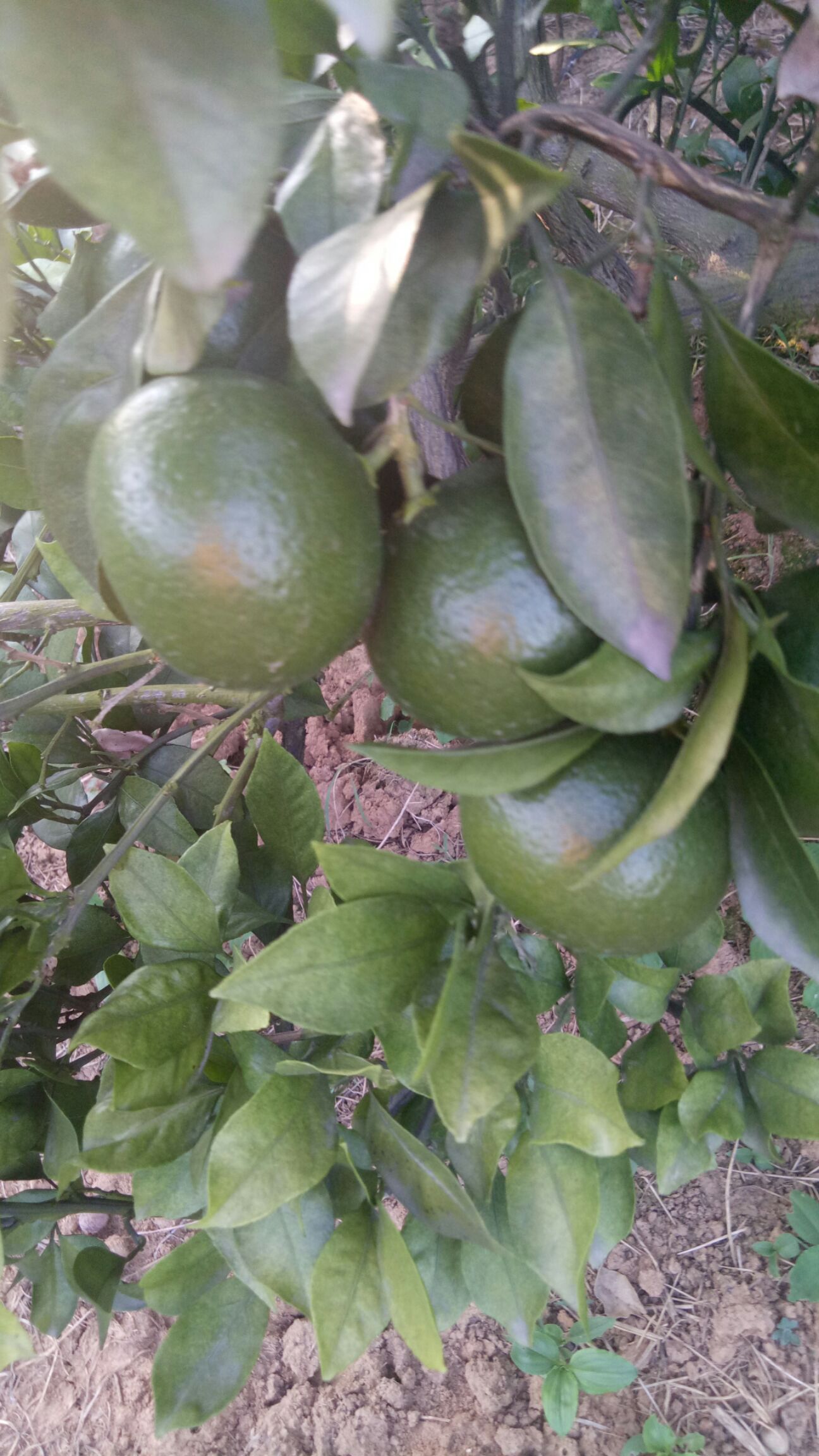 柑桔  特早蜜桔上市了