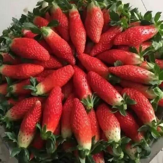 泰安 香蕉草莓苗