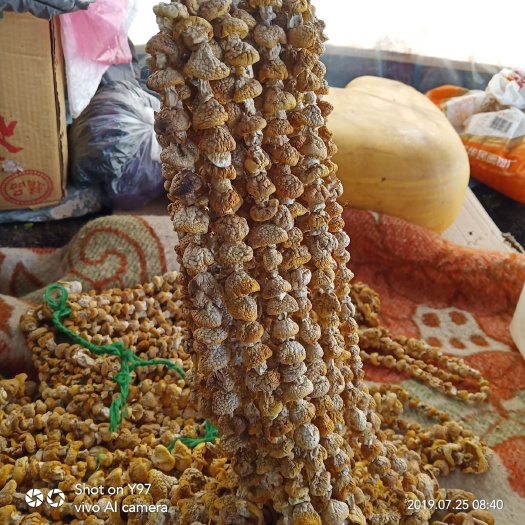 共和县青海黄蘑菇（干货）