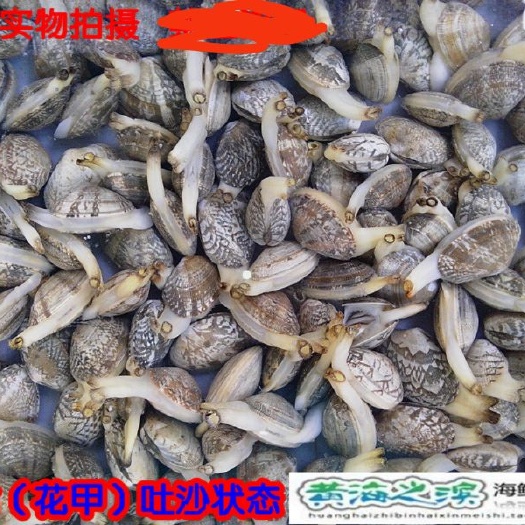 巴中花蚬子 东港无沙花甲