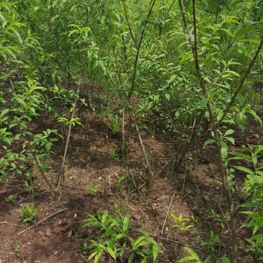 简阳市皮球桃树苗 1.5~2.0米