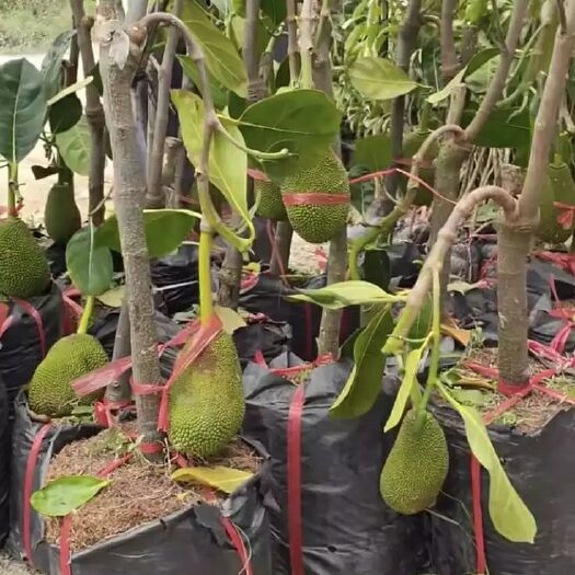 四季菠萝蜜苗 优质嫁接