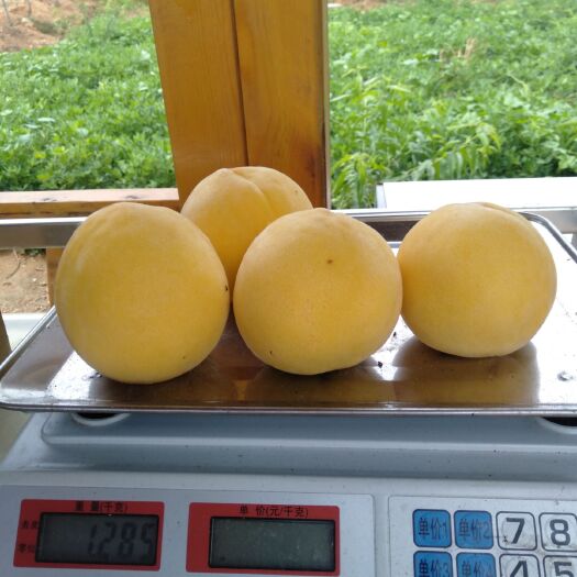 沂水县黄金黄桃 70mm以上 4两以上