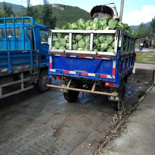 蔚县中甘21 旱地甘蓝火爆销售中