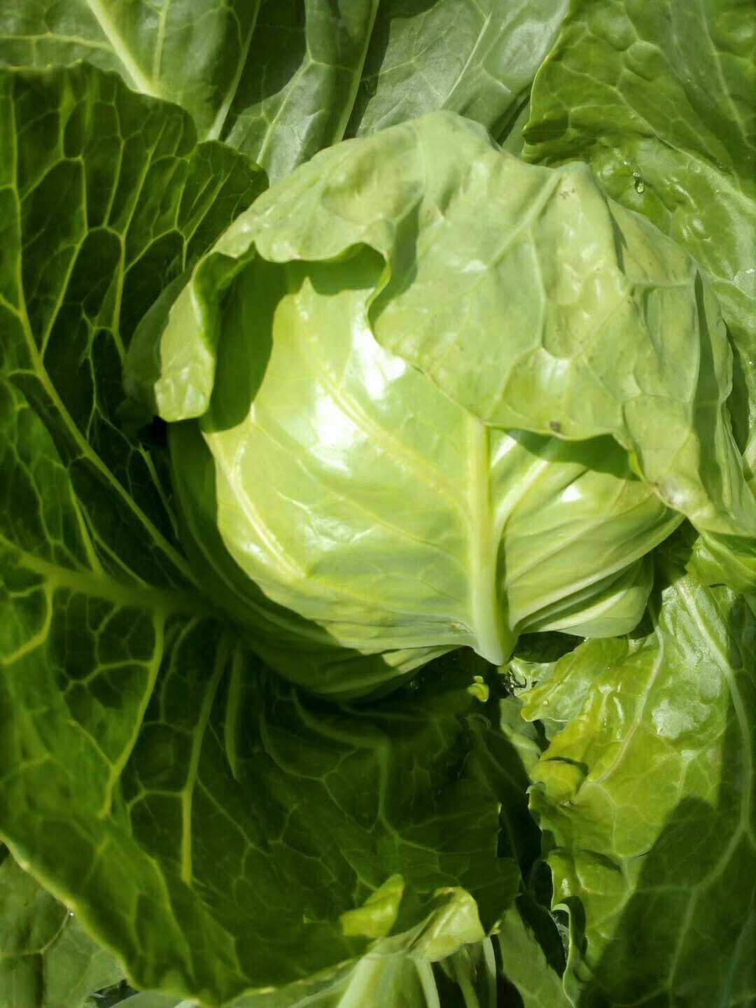 陕西旬邑白菜甘蓝大量上市优惠多多欢迎各大老板前来采购咨询