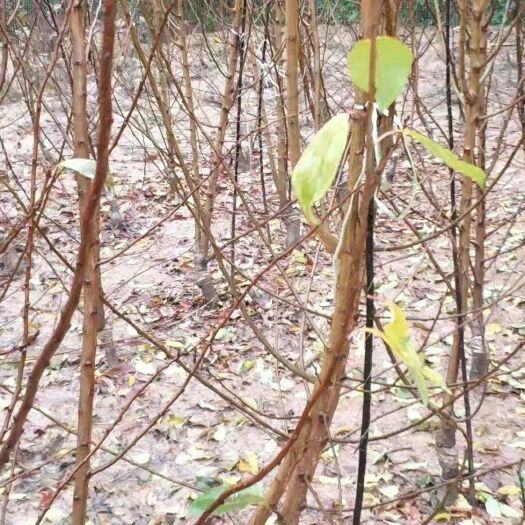 苍溪县脆红李苗 李子树，脆红李、青脆李、龙蛋儿李子树，价钱在20至35左右