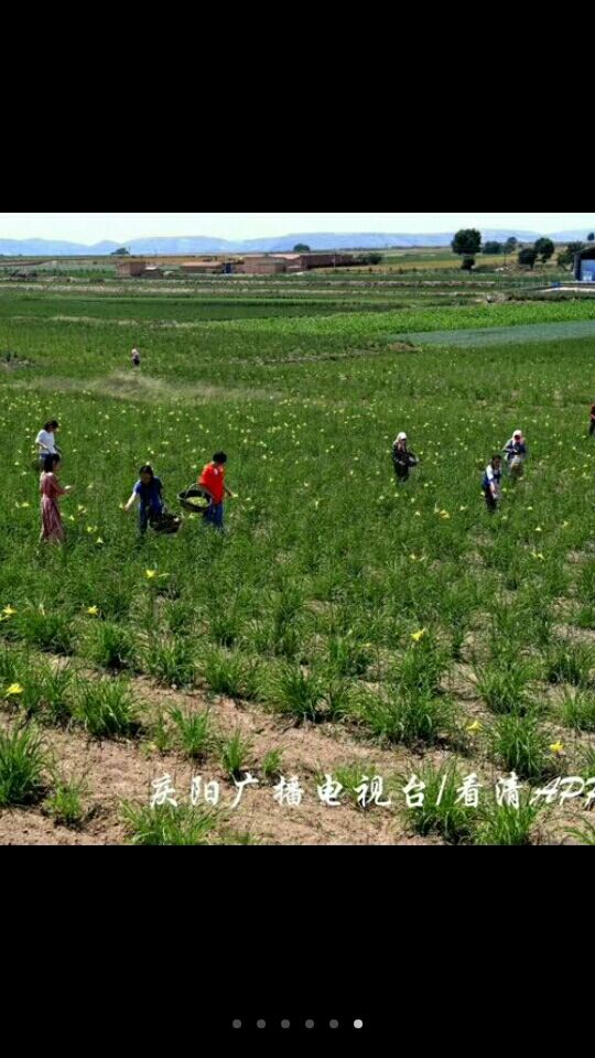 庆阳黄花菜 一级 散装 