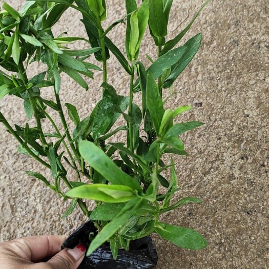 天津草花