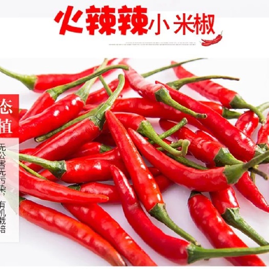 东营 艳红小米椒，支持全国一件代发