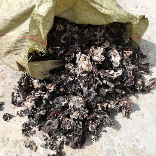 彭州市养殖大棚 木耳，绿色食品无污染，清肺，滋养身体！