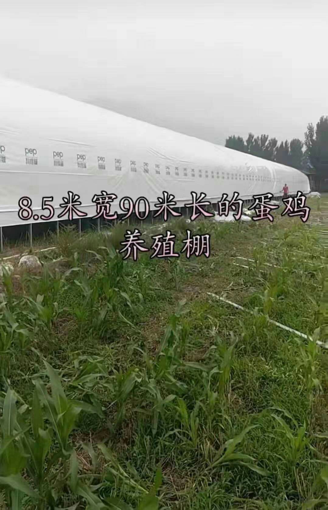  本公司专业生产，养殖大棚，种植大棚，单体大棚，连体大棚！