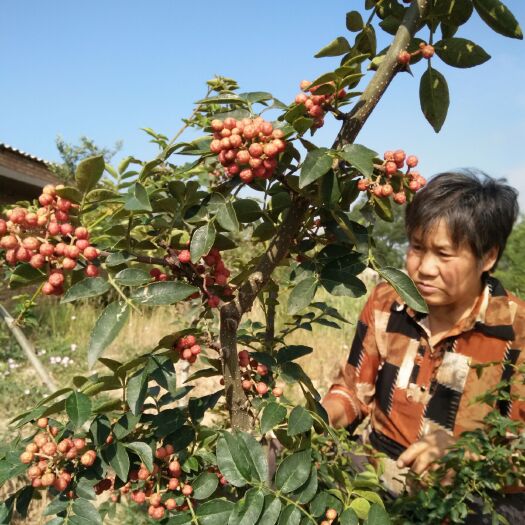 芮城县红花椒 南强一号狮子头