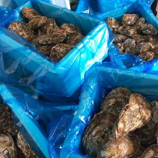 大连湾牡蛎 大连生蚝，精品大连生蚝，净化蚝，硬规格