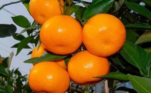 枝江市湖北早熟蜜桔热销