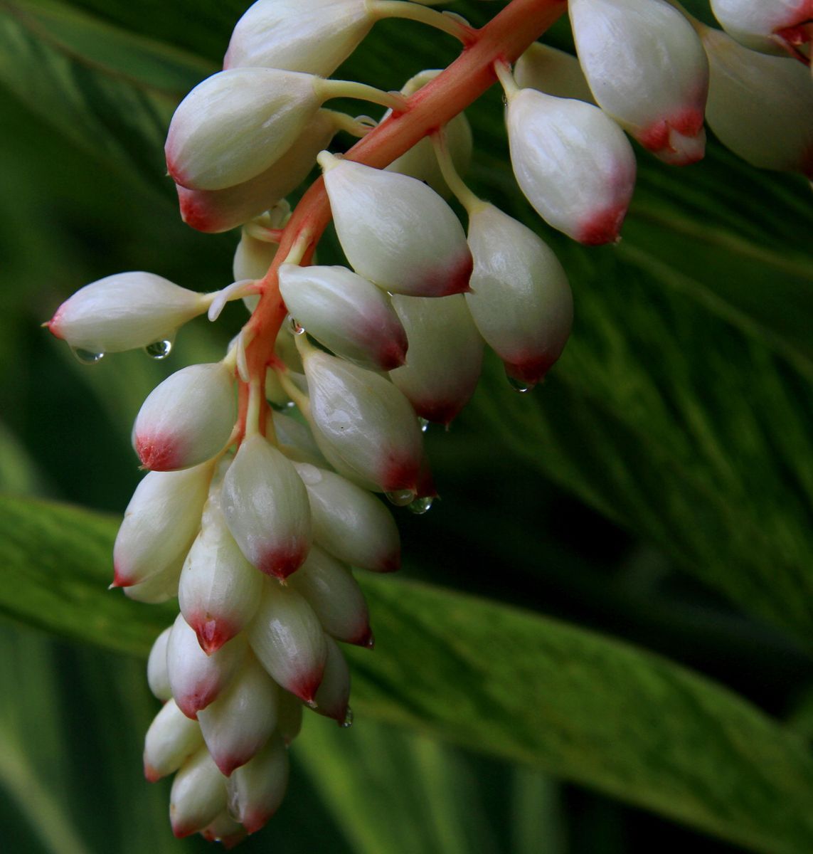青脆李 我是一条龙服务，我做代购，批发都做