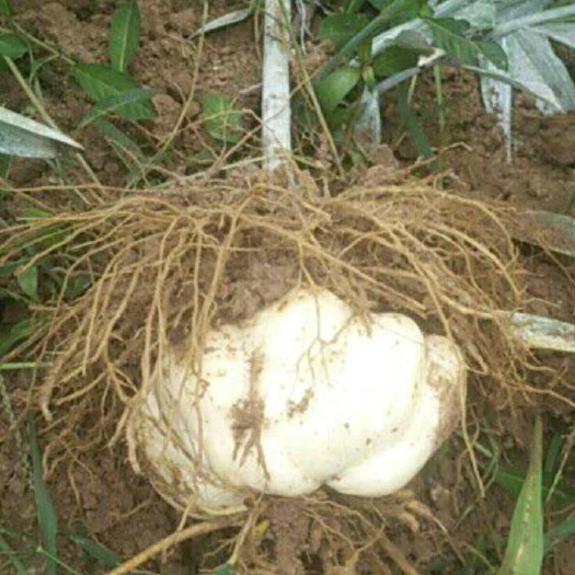 邵阳县龙牙百合 3cm-5cm