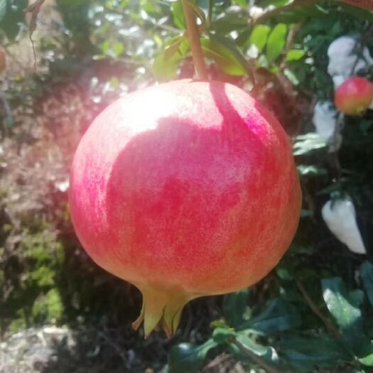 会理市 突尼斯软籽石榴，硬籽石榴