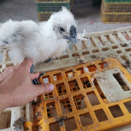 南宁乌骨鸡苗  九两的白凤鸡