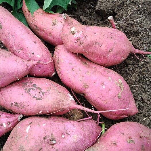 新野县商薯19，产地直供，大小均匀，品种齐，口感好，欢迎选购