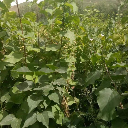 西宁紫丁香 树高1.5米，有意者联系我，自家种植 价格不高