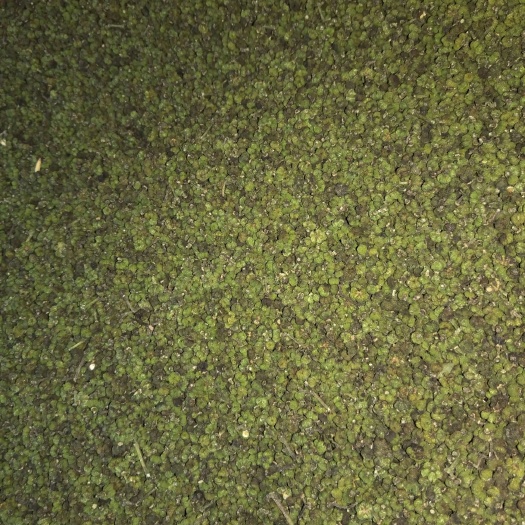 罗城县中药材山茱萸