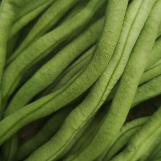 武山县架豆王豆角 甘肃高原夏菜架豆王
