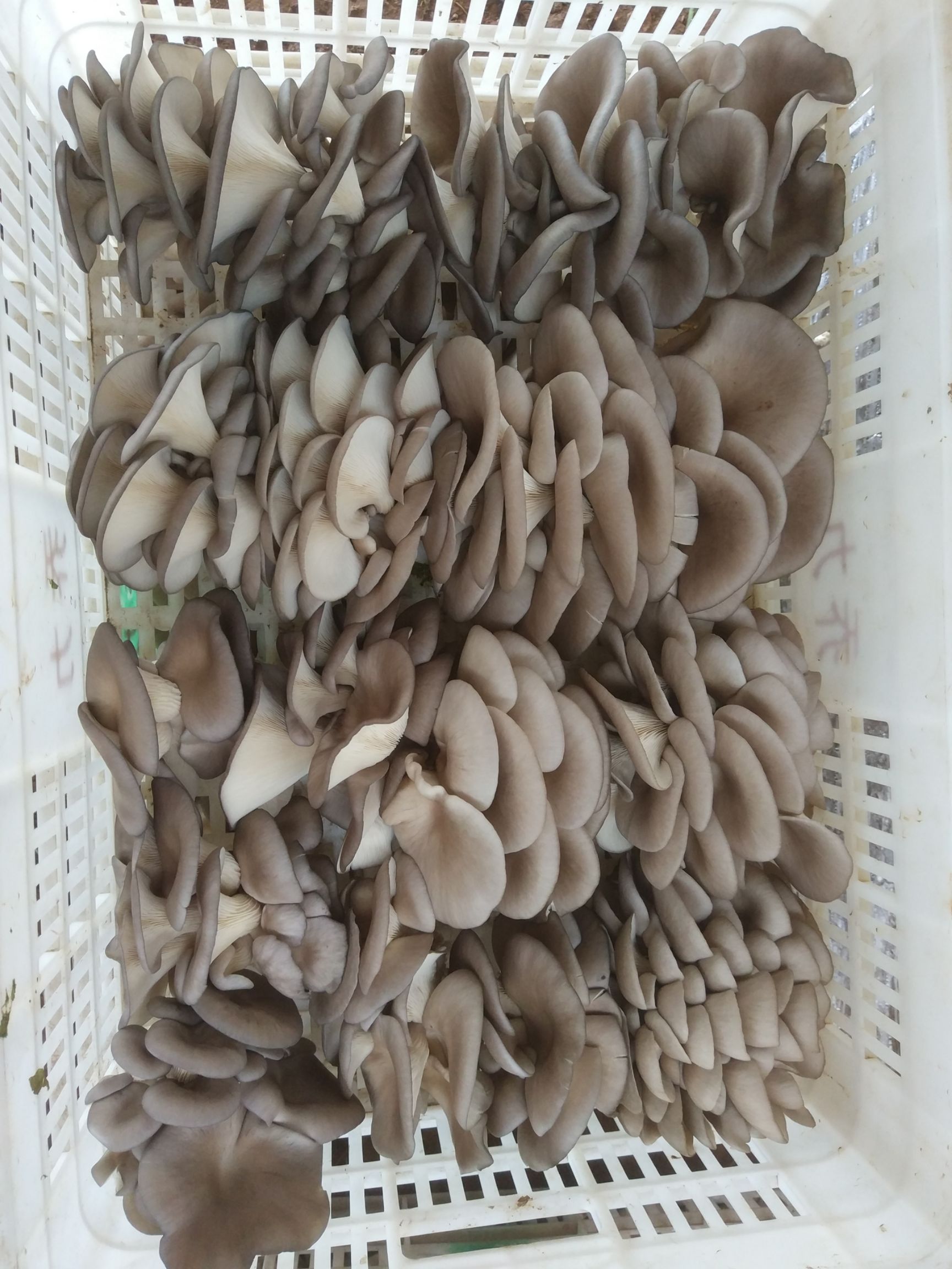 鲜平菇 6cm~8cm