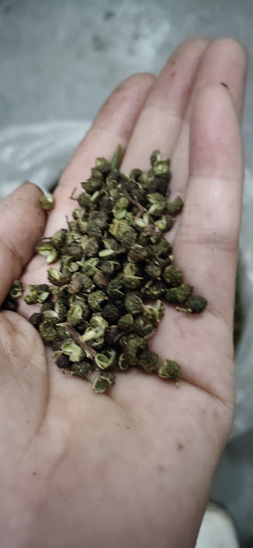 永善花椒  正宗云南本地花椒，  自产自销，没中间商赚差价