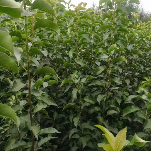 朝阳县禾梨苗 花盖梨苗