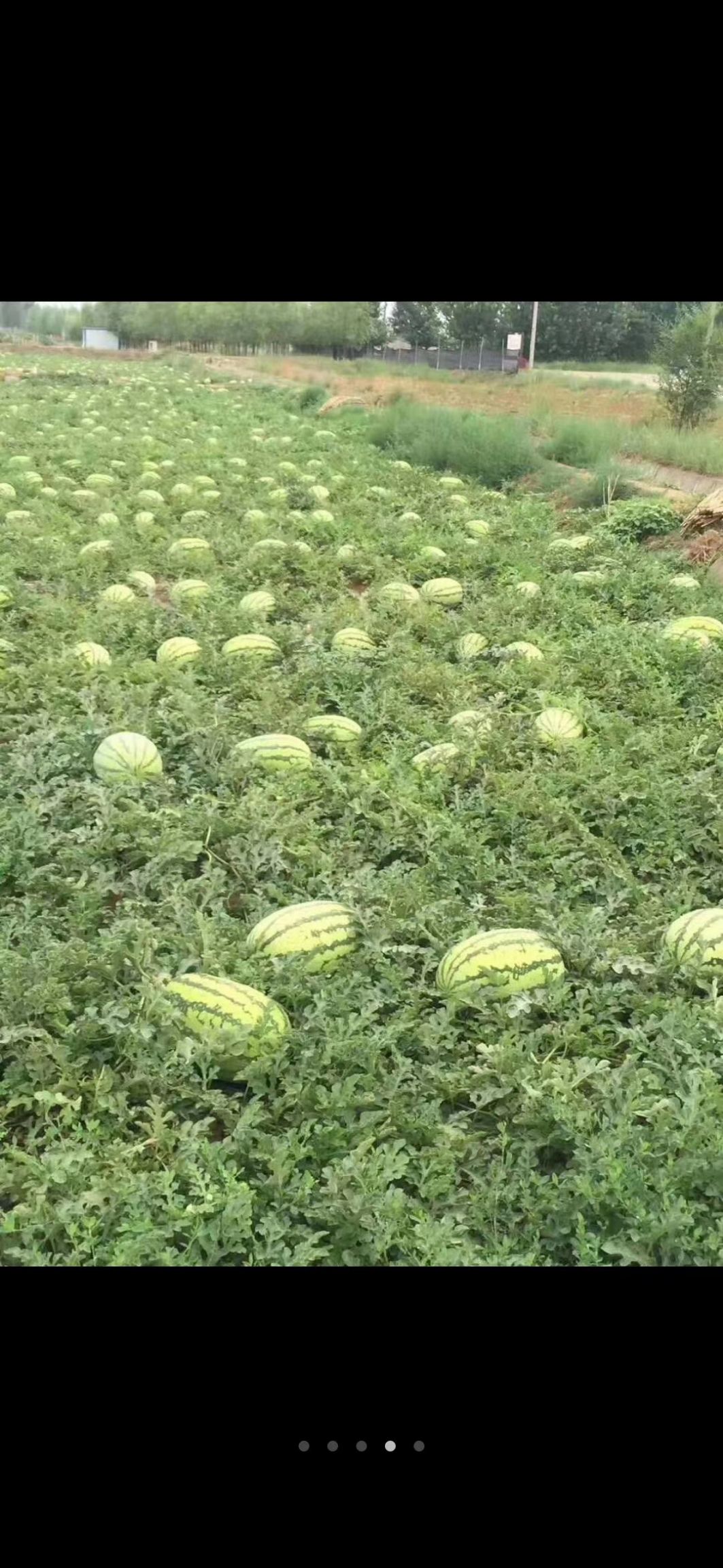 内蒙沙地西瓜大量上市