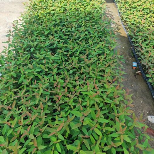 灵山县 桉树苗26 29 桉树苗 速生桉树苗 无妨袋苗包邮包活
