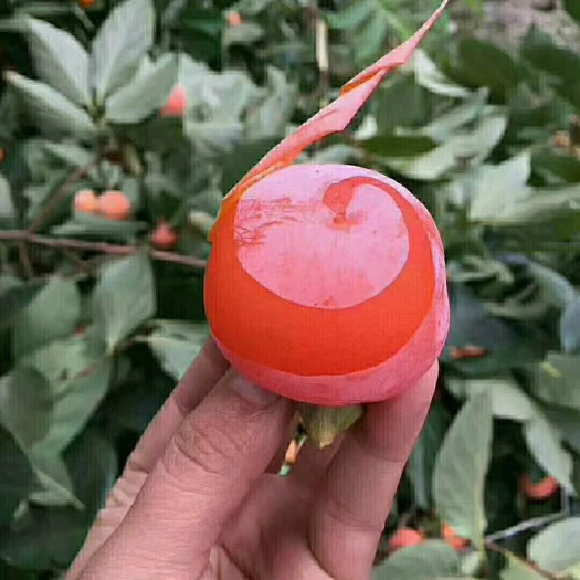 西安 临潼火晶柿子预售
