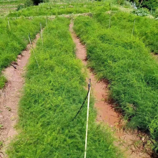 玉龙县 我们是一家专业培育天门冬或秦艽苗的专业种植公司，品种纯正，