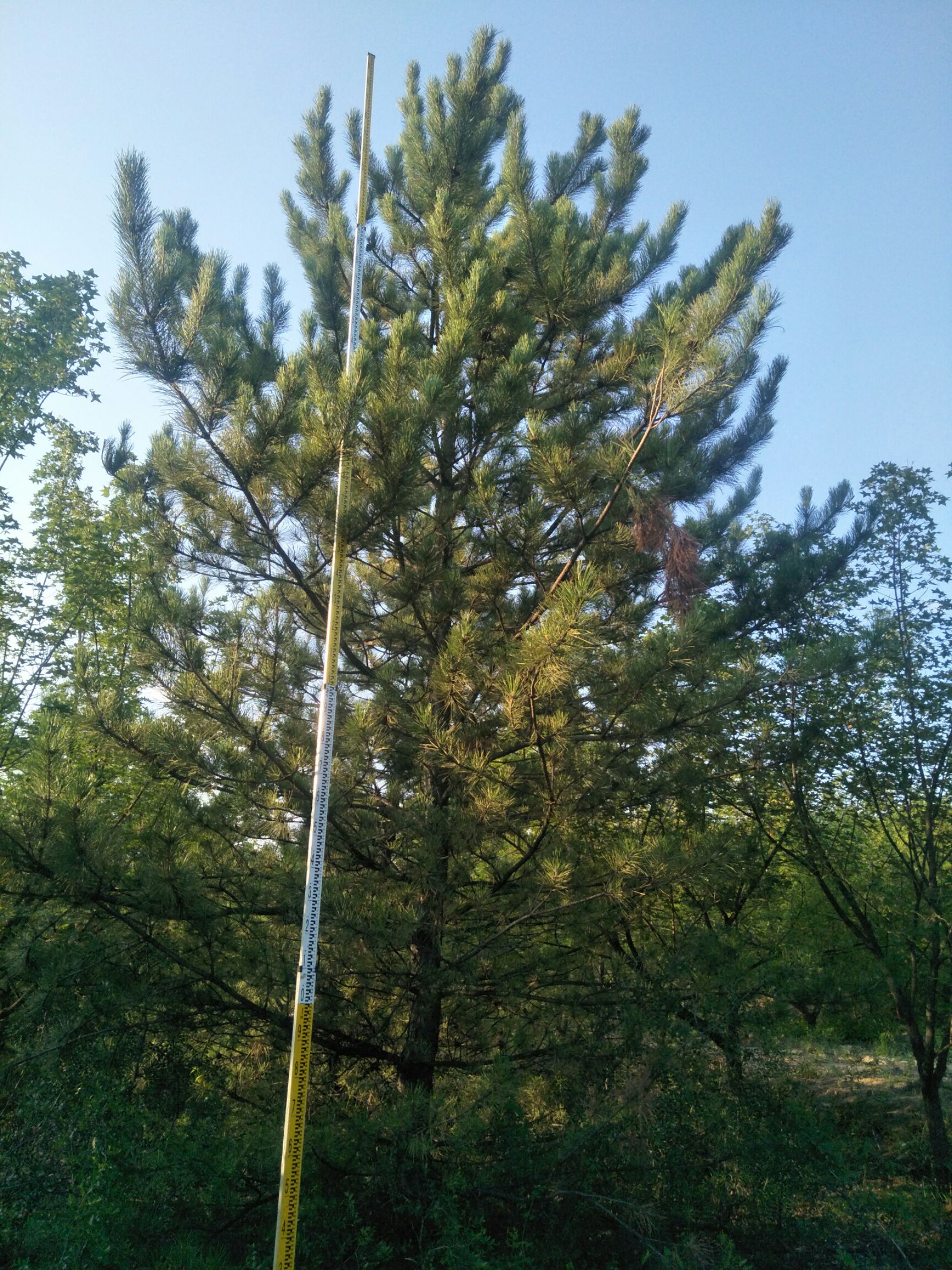 营养钵/营养杯 大量供应各种各样的油松杯苗，营养带苗5到6米油松